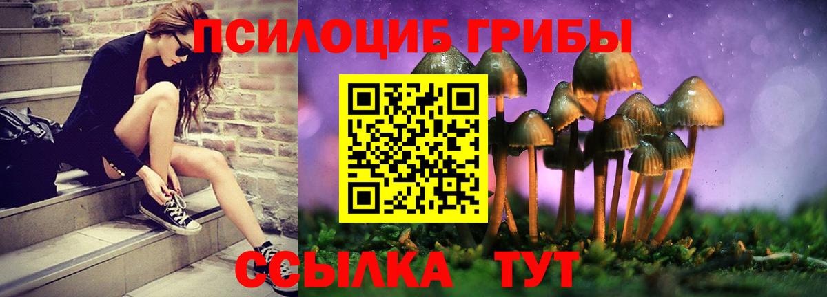 Псилоцибиновые грибы Psilocybe Звенигород